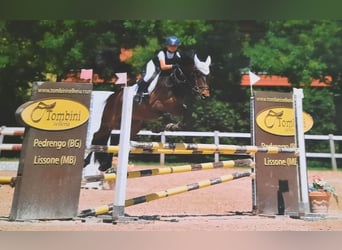 Plus de poneys/petits chevaux, Hongre, 9 Ans, 146 cm, Bai brun