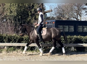 Plus de poneys/petits chevaux, Hongre, 9 Ans, 147 cm, Bai brun