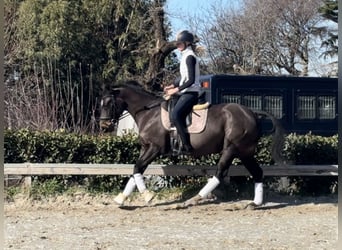 Plus de poneys/petits chevaux, Hongre, 9 Ans, 147 cm, Bai brun