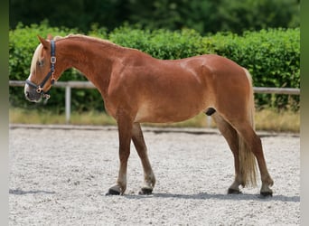 Plus de poneys/petits chevaux, Hongre, 9 Ans, 148 cm, Alezan