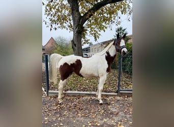 Plus de poneys/petits chevaux, Hongre, 9 Ans, 149 cm, Pinto