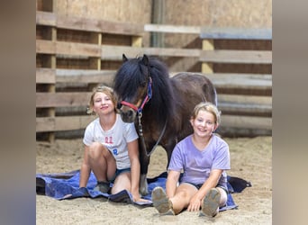 Plus de poneys/petits chevaux, Hongre, 9 Ans, 89 cm, Bai cerise