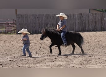 Plus de poneys/petits chevaux, Hongre, 9 Ans, 91 cm, Noir