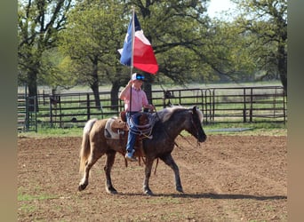 Plus de poneys/petits chevaux, Jument, 10 Ans, 124 cm, Gris pommelé