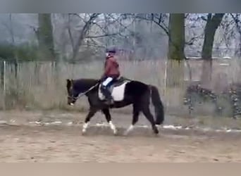 Plus de poneys/petits chevaux, Jument, 10 Ans, 130 cm, Noir