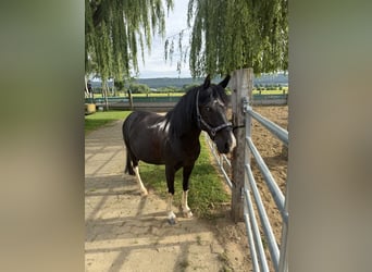 Plus de poneys/petits chevaux, Jument, 10 Ans, 130 cm, Pinto