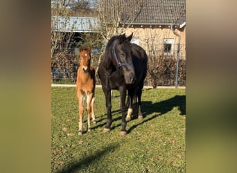 Plus de poneys/petits chevaux, Jument, 10 Ans, 144 cm, Noir
