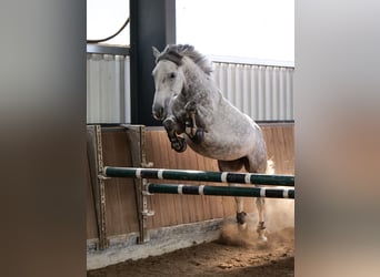 Plus de poneys/petits chevaux, Jument, 10 Ans, 147 cm, Gris