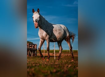 Plus de poneys/petits chevaux, Jument, 10 Ans, 148 cm, Rouan Rouge