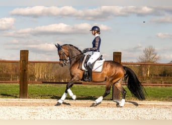 Plus de poneys/petits chevaux, Jument, 10 Ans, 155 cm, Bai