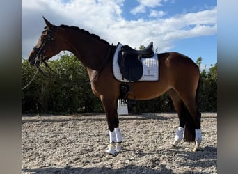 Plus de poneys/petits chevaux, Jument, 10 Ans, 155 cm, Bai