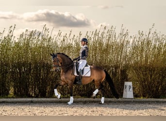 Plus de poneys/petits chevaux, Jument, 10 Ans, 155 cm, Bai