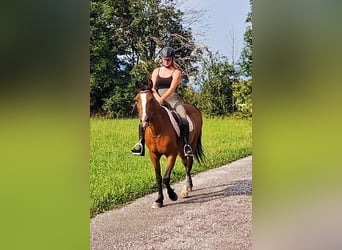 Plus de poneys/petits chevaux, Jument, 10 Ans, Bai