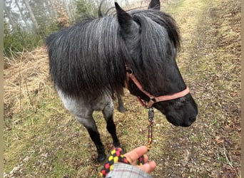 Plus de poneys/petits chevaux Croisé, Jument, 11 Ans, 116 cm, Gris noir