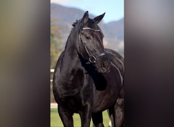 Plus de poneys/petits chevaux, Jument, 11 Ans, 140 cm, Noir