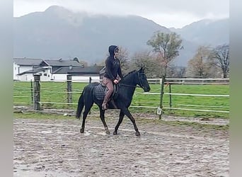 Plus de poneys/petits chevaux, Jument, 11 Ans, 140 cm, Noir