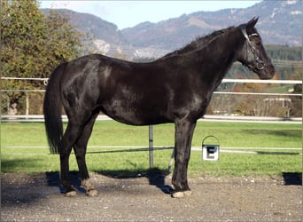 Plus de poneys/petits chevaux, Jument, 11 Ans, 140 cm, Noir