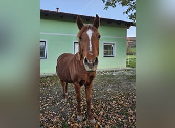 Plus de poneys/petits chevaux Croisé, Jument, 11 Ans, 145 cm, Alezan