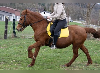Plus de poneys/petits chevaux Croisé, Jument, 11 Ans, 145 cm, Alezan