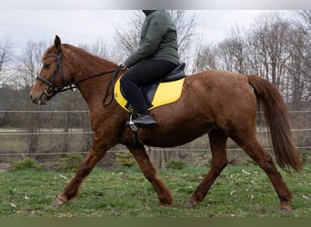 Plus de poneys/petits chevaux Croisé, Jument, 11 Ans, 145 cm, Alezan