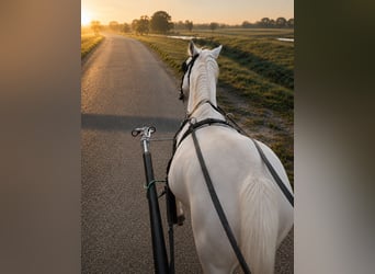 Plus de poneys/petits chevaux, Jument, 11 Ans, 147 cm, Gris