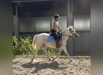 Plus de poneys/petits chevaux, Jument, 11 Ans, 147 cm, Gris