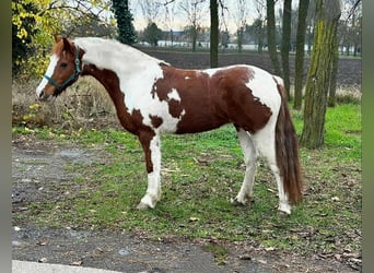 Plus de poneys/petits chevaux, Jument, 11 Ans, 147 cm, Pinto