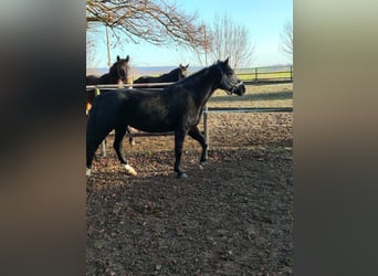 Plus de poneys/petits chevaux, Jument, 11 Ans, 148 cm, Noir