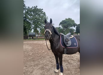 Plus de poneys/petits chevaux, Jument, 11 Ans, 152 cm, Noir