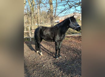 Plus de poneys/petits chevaux, Jument, 11 Ans, 152 cm, Noir