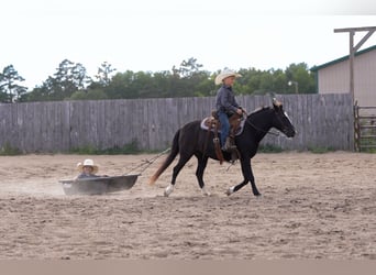 Plus de poneys/petits chevaux, Jument, 12 Ans, 122 cm, Noir