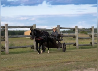 Plus de poneys/petits chevaux, Jument, 12 Ans, 122 cm, Noir