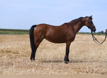Plus de poneys/petits chevaux, Jument, 12 Ans, 127 cm, Bai