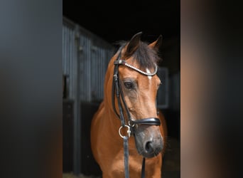 Plus de poneys/petits chevaux, Jument, 12 Ans, 127 cm, Bai