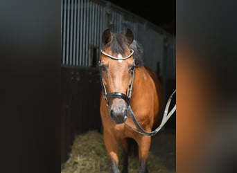 Plus de poneys/petits chevaux, Jument, 12 Ans, 127 cm, Bai
