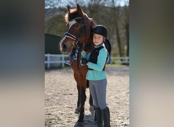 Plus de poneys/petits chevaux, Jument, 12 Ans, 143 cm, Bai