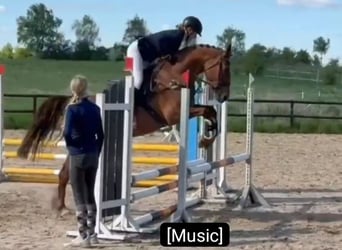 Plus de poneys/petits chevaux, Jument, 12 Ans, 156 cm, Alezan