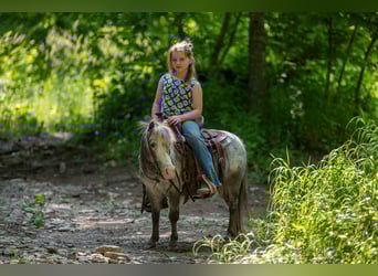 Plus de poneys/petits chevaux, Jument, 12 Ans, 89 cm