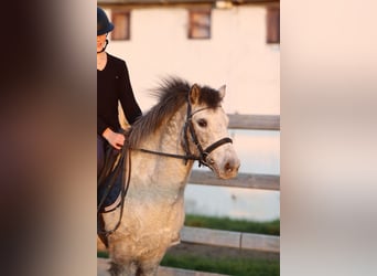 Plus de poneys/petits chevaux, Jument, 13 Ans, 126 cm, Léopard