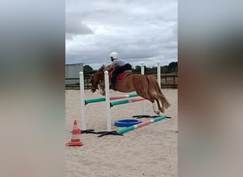 Plus de poneys/petits chevaux, Jument, 13 Ans, 127 cm, Alezan