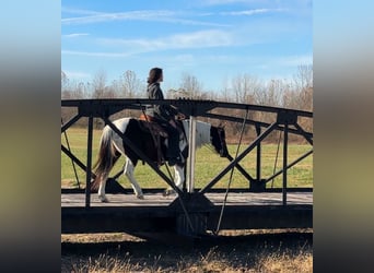 Plus de poneys/petits chevaux, Jument, 13 Ans, 130 cm, Pinto