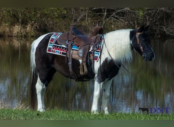 Plus de poneys/petits chevaux, Jument, 13 Ans, 130 cm, Pinto