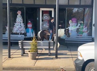 Plus de poneys/petits chevaux, Jument, 13 Ans, 130 cm, Pinto