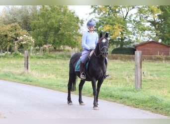 Plus de poneys/petits chevaux, Jument, 13 Ans, 143 cm, Noir
