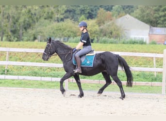 Plus de poneys/petits chevaux, Jument, 13 Ans, 143 cm, Noir