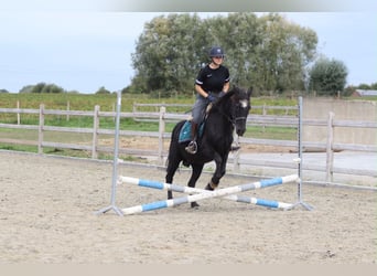Plus de poneys/petits chevaux, Jument, 13 Ans, 143 cm, Noir