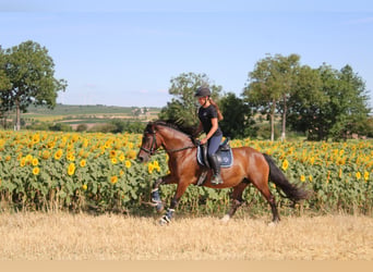 Plus de poneys/petits chevaux Croisé, Jument, 13 Ans, 145 cm, Bai