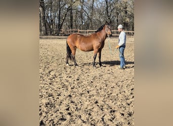 Plus de poneys/petits chevaux, Jument, 13 Ans, 152 cm, Bai