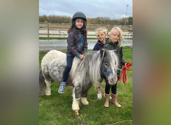 Plus de poneys/petits chevaux, Jument, 13 Ans, 85 cm, Pinto