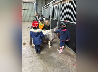 Plus de poneys/petits chevaux, Jument, 13 Ans, 85 cm, Pinto